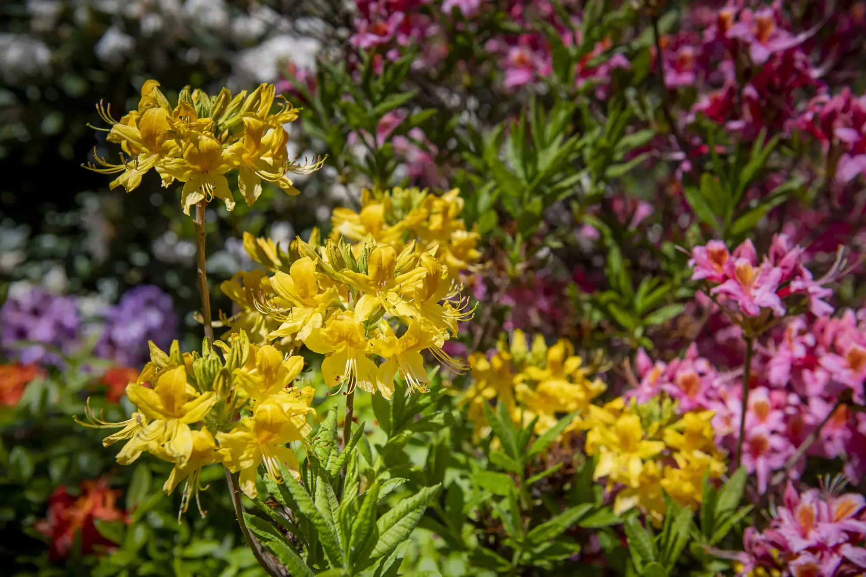 Gelb und rosa blühende Azaleen