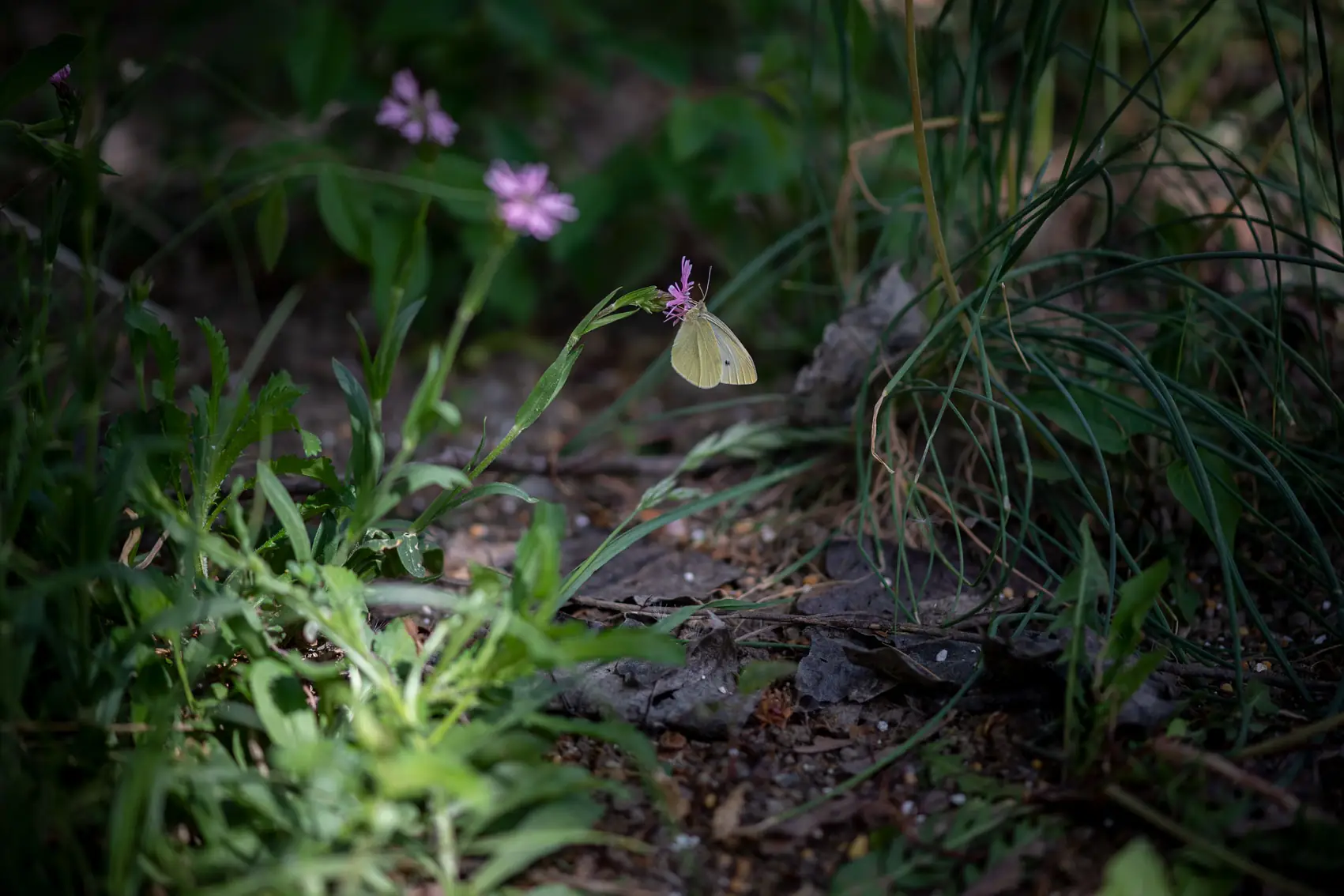 Schmetterling auf einer blühenden Wildstaude