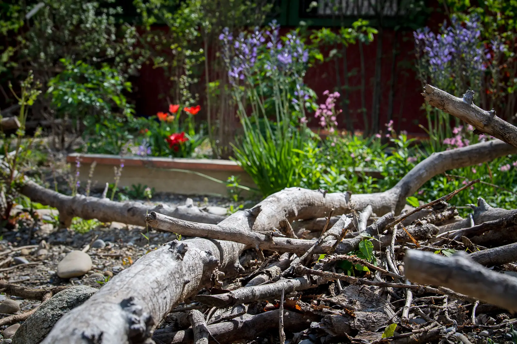Totholzhaufen mit Tulpen und Lavendel vor einer Holzwand