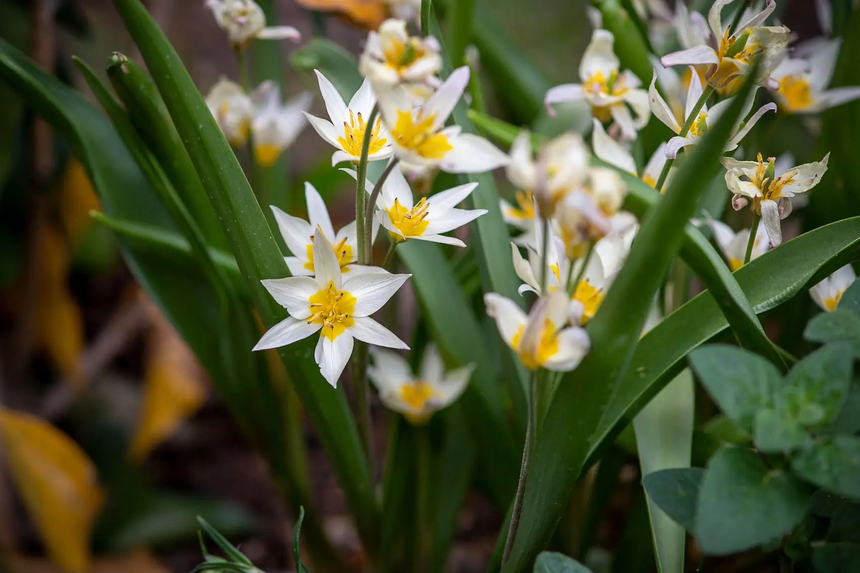 Blühende Wildtulpen zwischen Gräsern