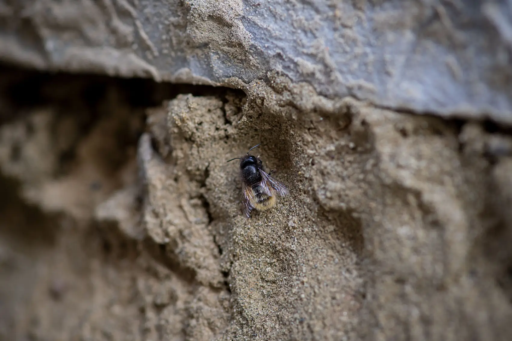 Wildbiene an einer Nisthilfe aus Lehm